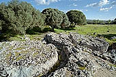 Selinunte Cave di Cusa. The quarry utilized for temple columns, today it is still possible to observe blocks and drums at different stages of preparation. 